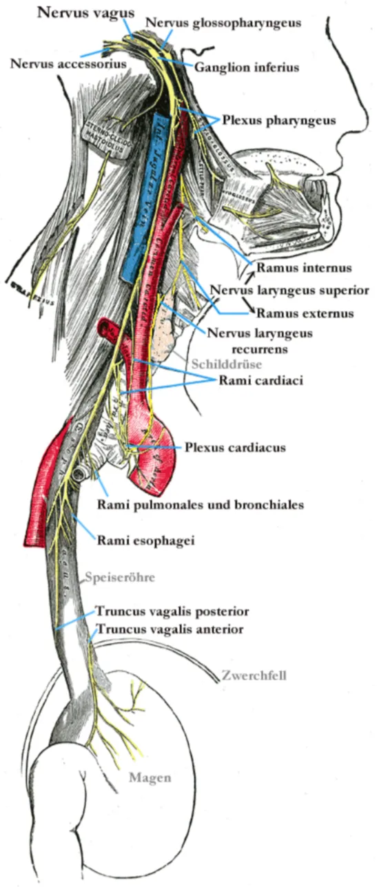 Блуждающий нерв (Nervus Vagus)