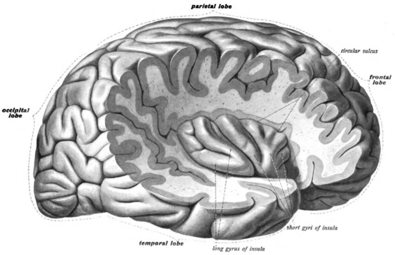 Островковая доля (Insula). Источник: Википедия